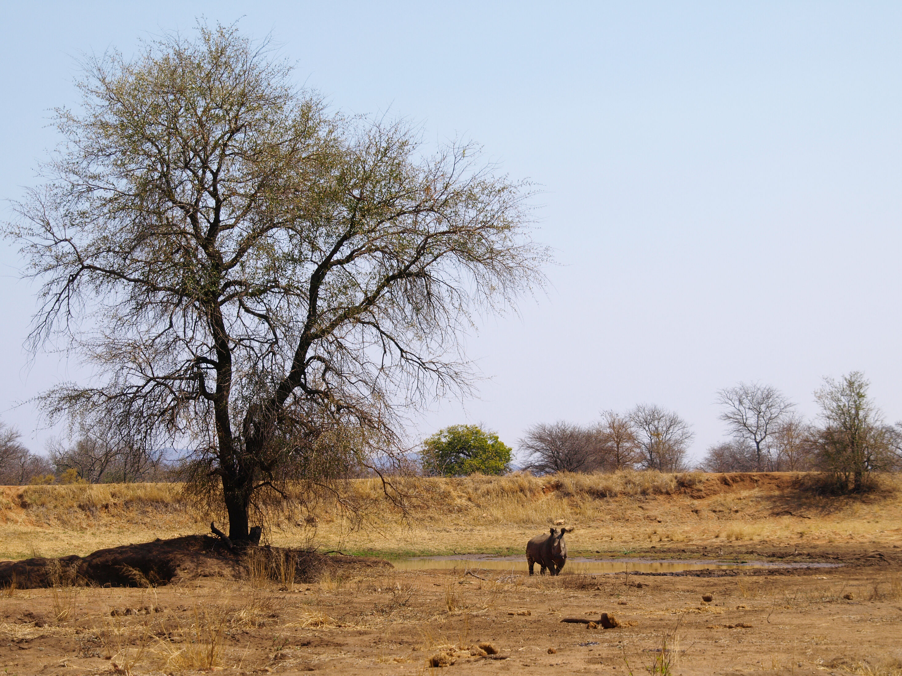Kruger - Makalali