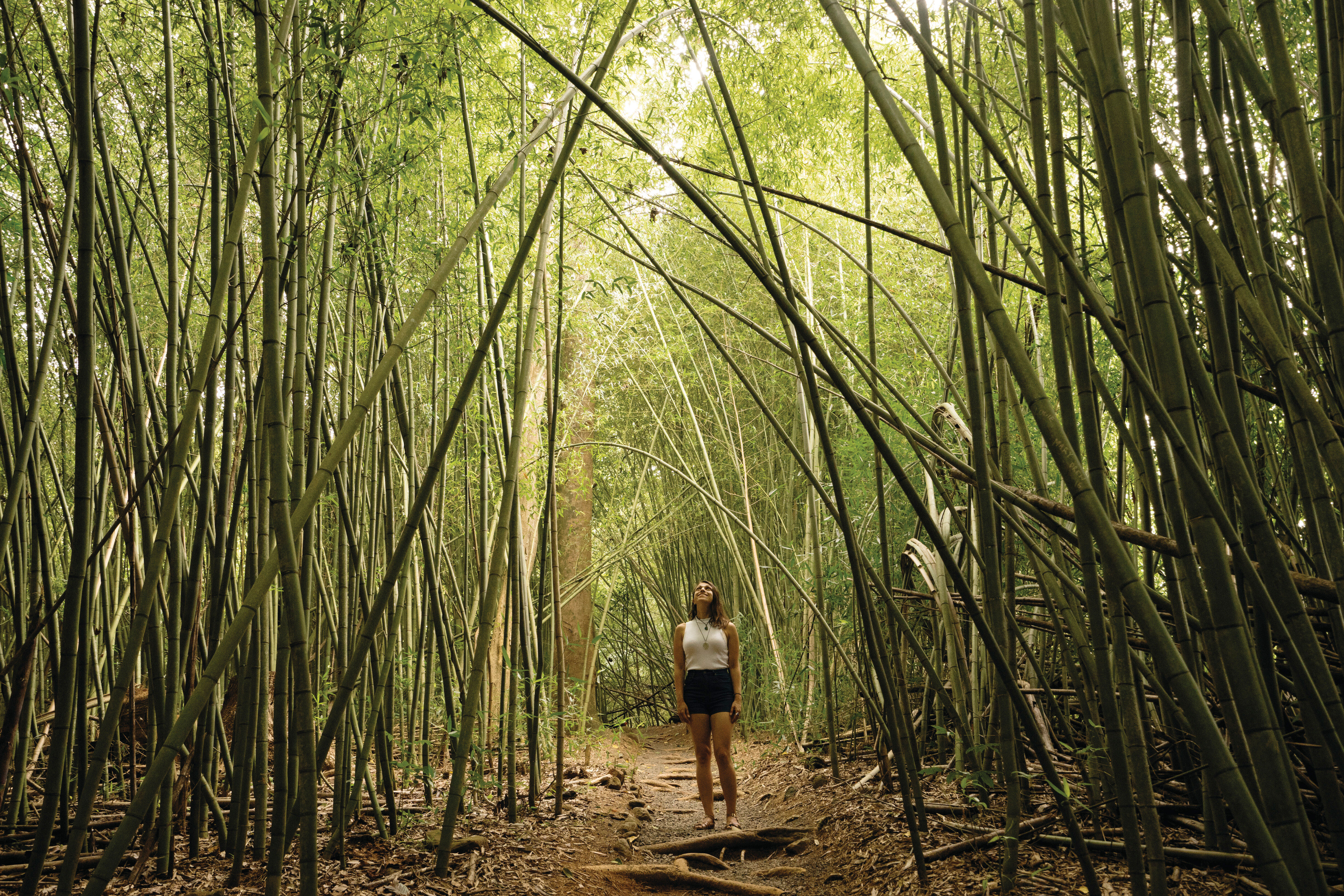 Palm Cove - Mission Beach