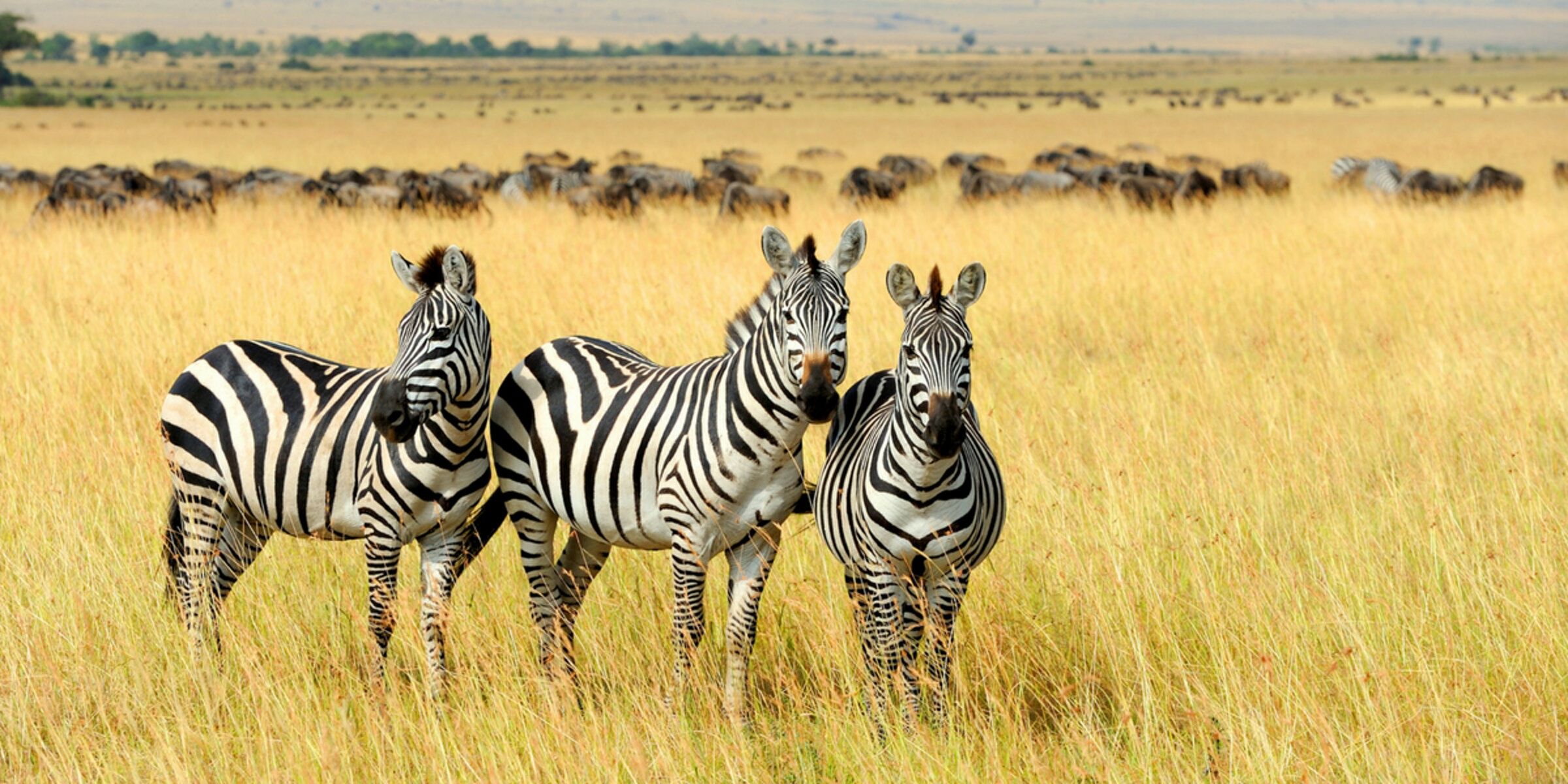 Parc national de Serengeti - Grande migration