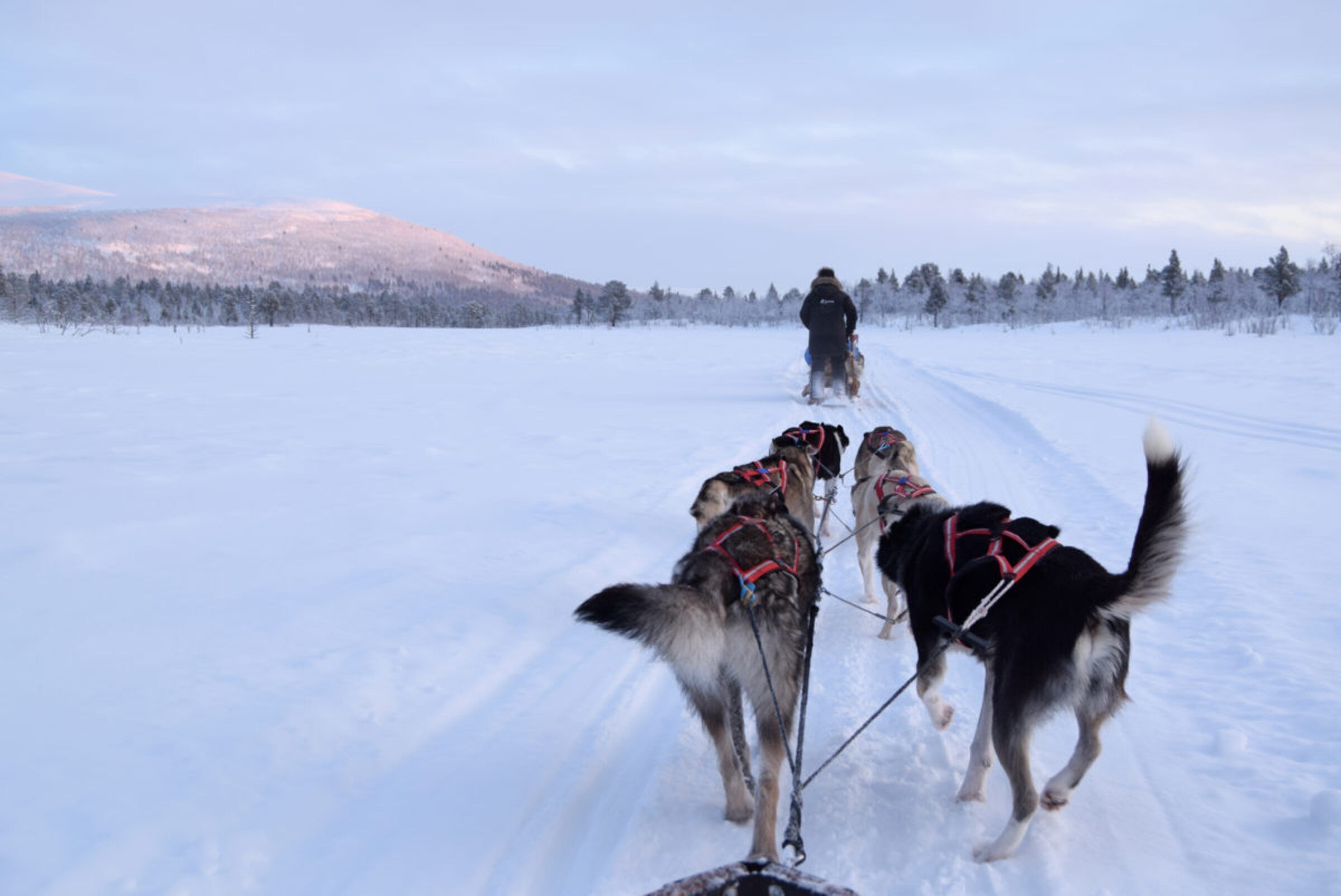 Chiens de traineaux hors des sentiers battus