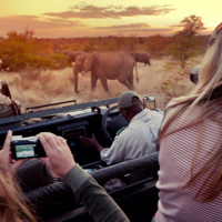 Safari matinal et retour à Mombasa