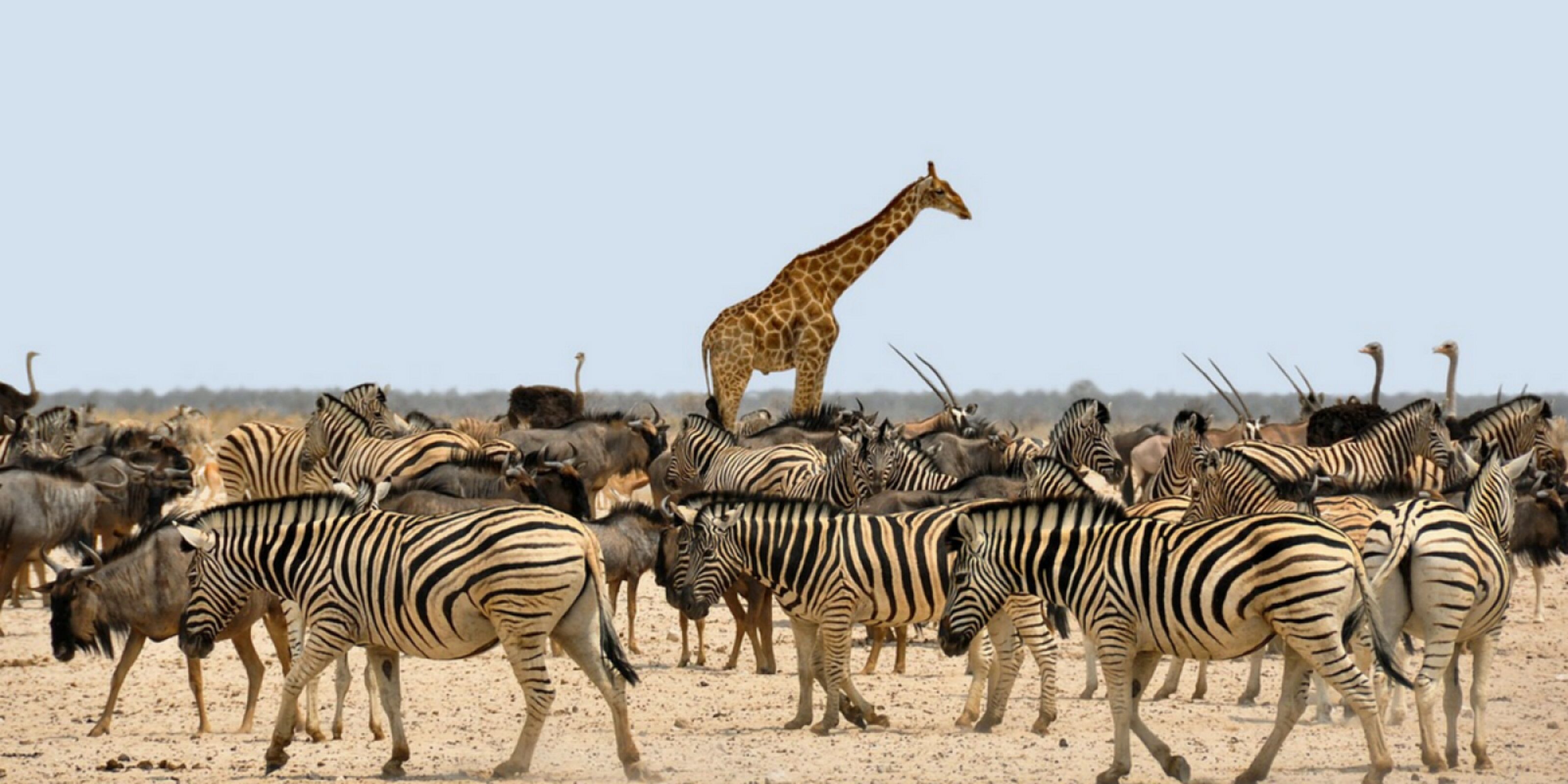 Rencontres avec les Himba