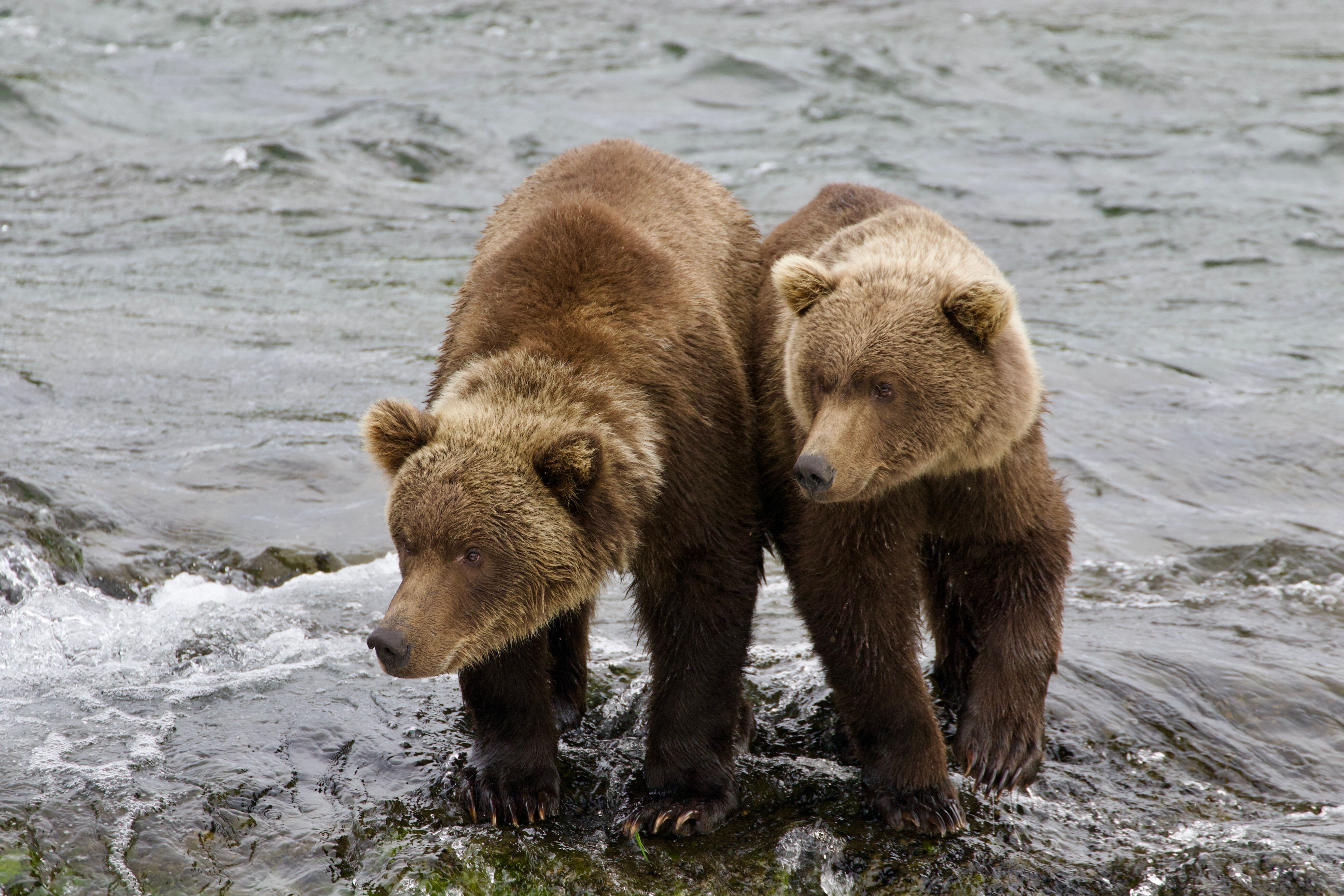 Les ours bruns de Kodiak 