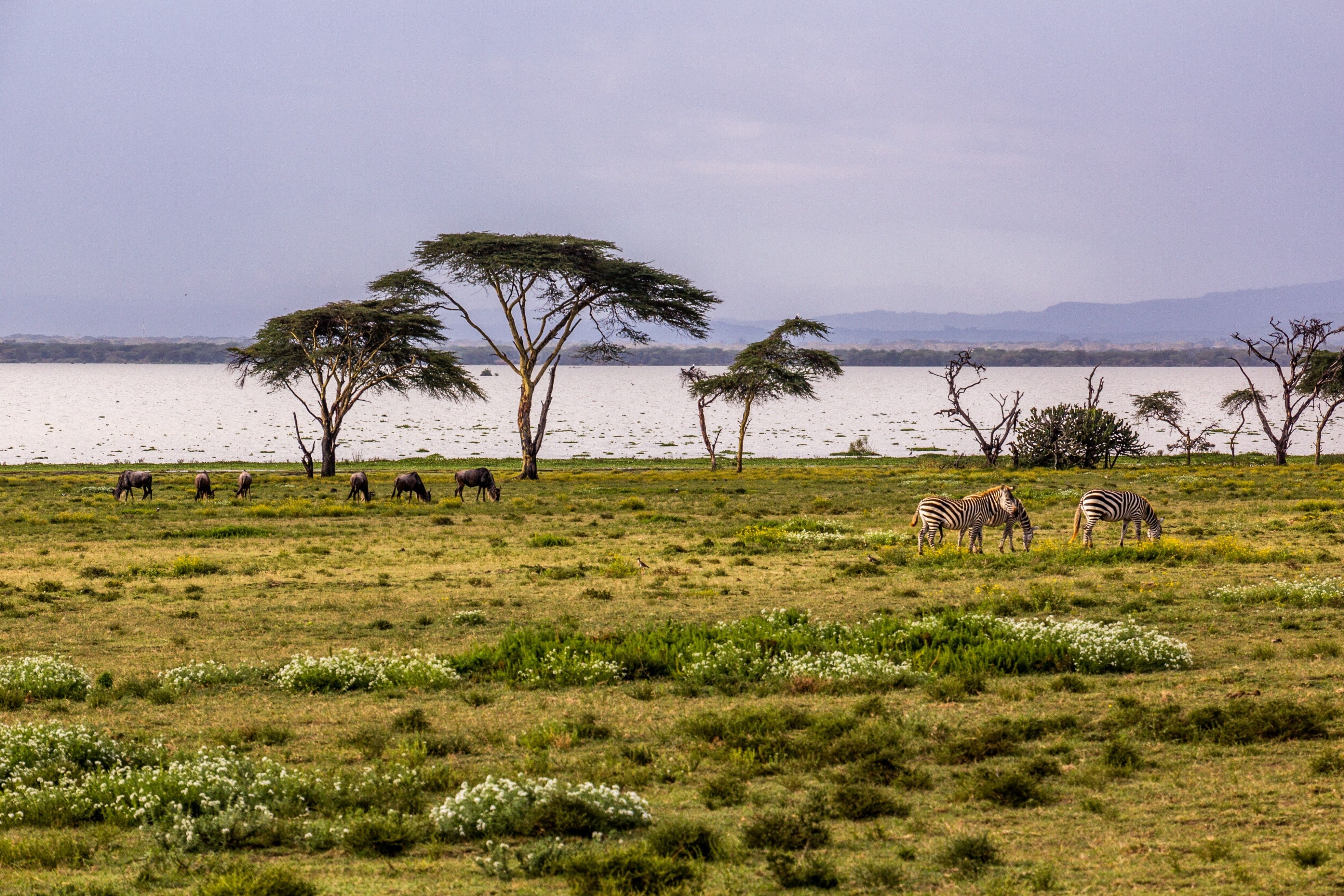 Naivasha : Sanctuaire de Crescent Island
