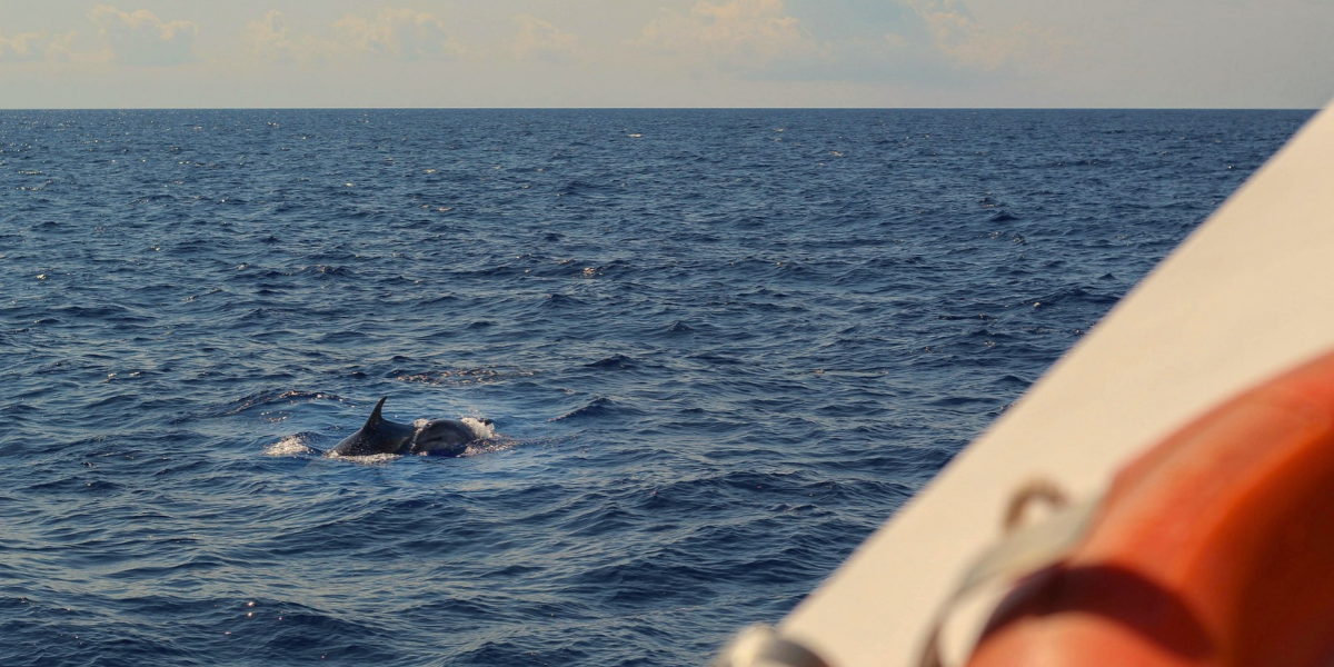Croisière à la rencontre des dauphins