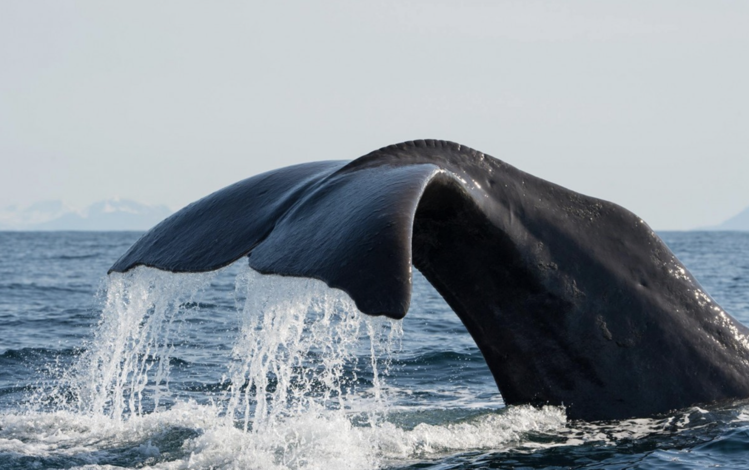 Safari baleines et hôtel de neige 
