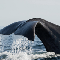 Safari baleines et hôtel de neige