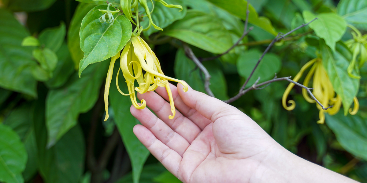 Au coeur des plantations d'ylang ylang