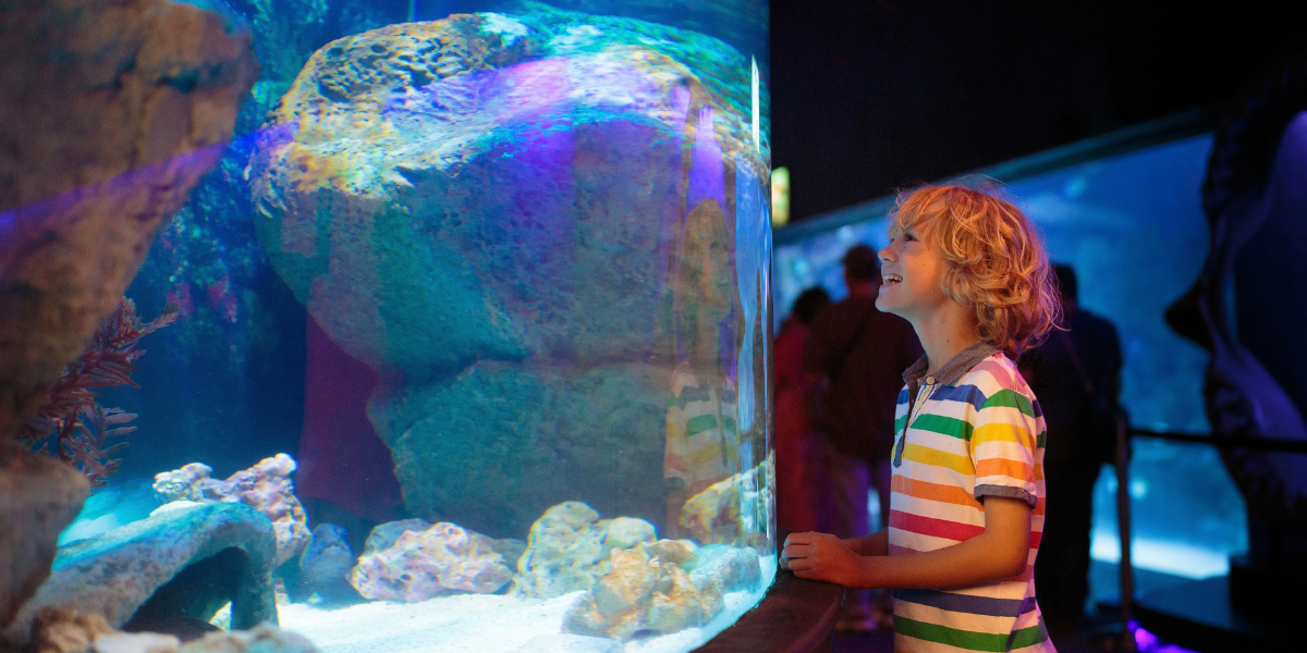 Exploration marine à l'aquarium