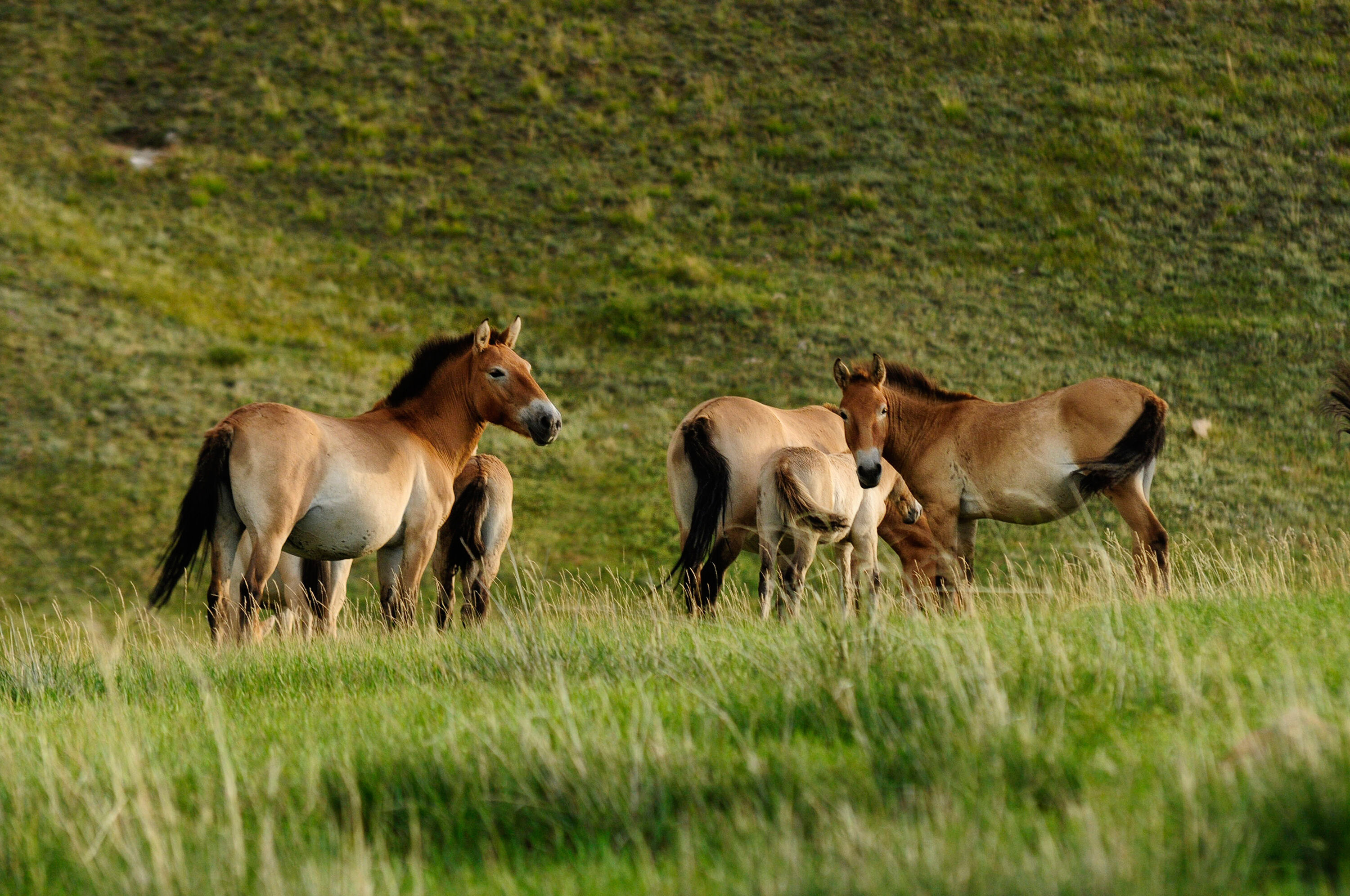 Randonnée dans le parc de Khustai