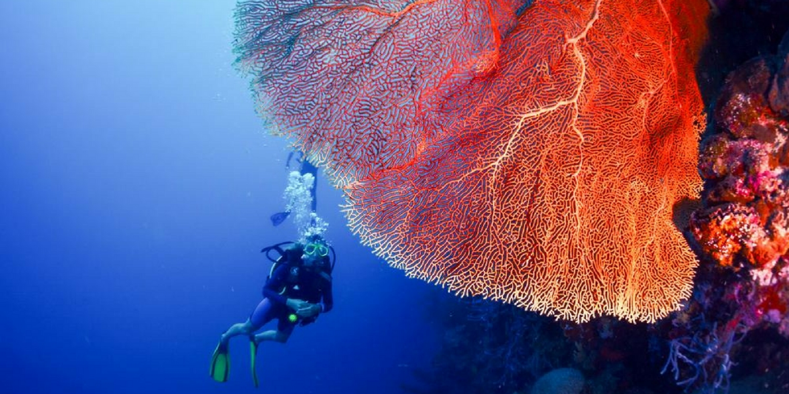Découverte et plongée à Bali