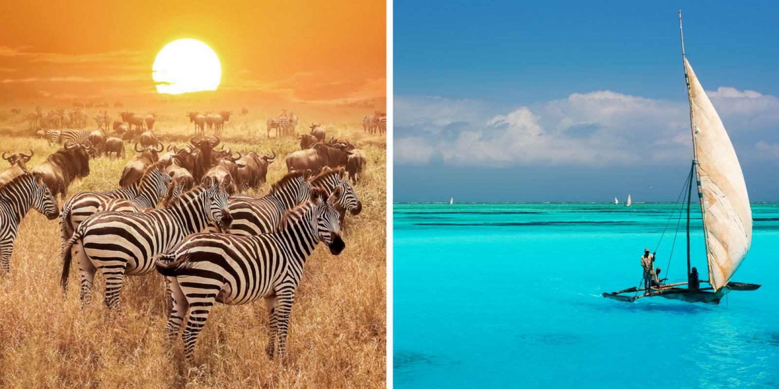 Grande migration en Tanzanie, farniente à Zanzibar