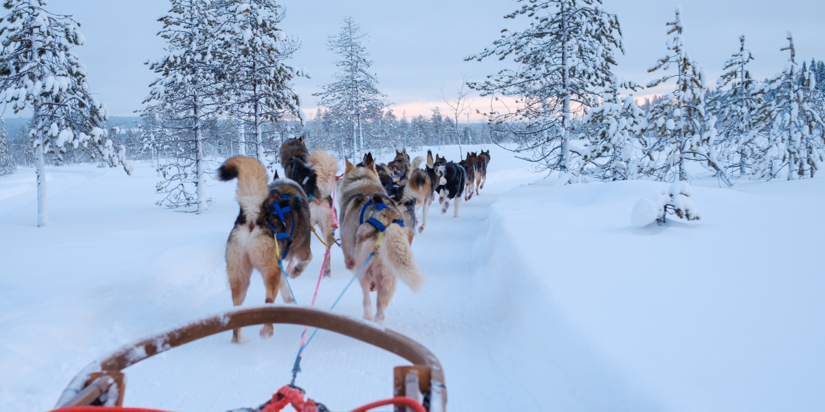 Aventure en Laponie Finlandaise