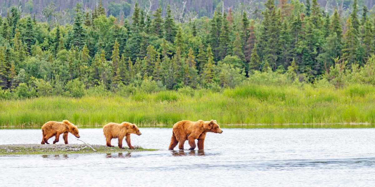 Alaska, croisière au bout du monde 