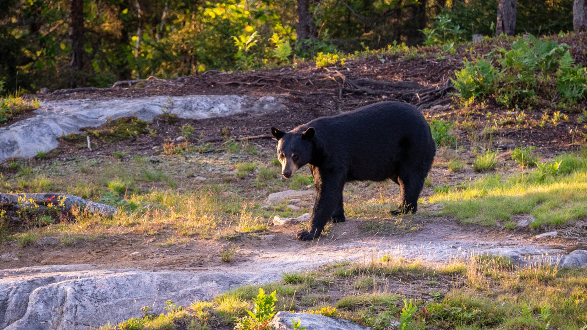 L'observation de l'ours noir (en option) - jour 6