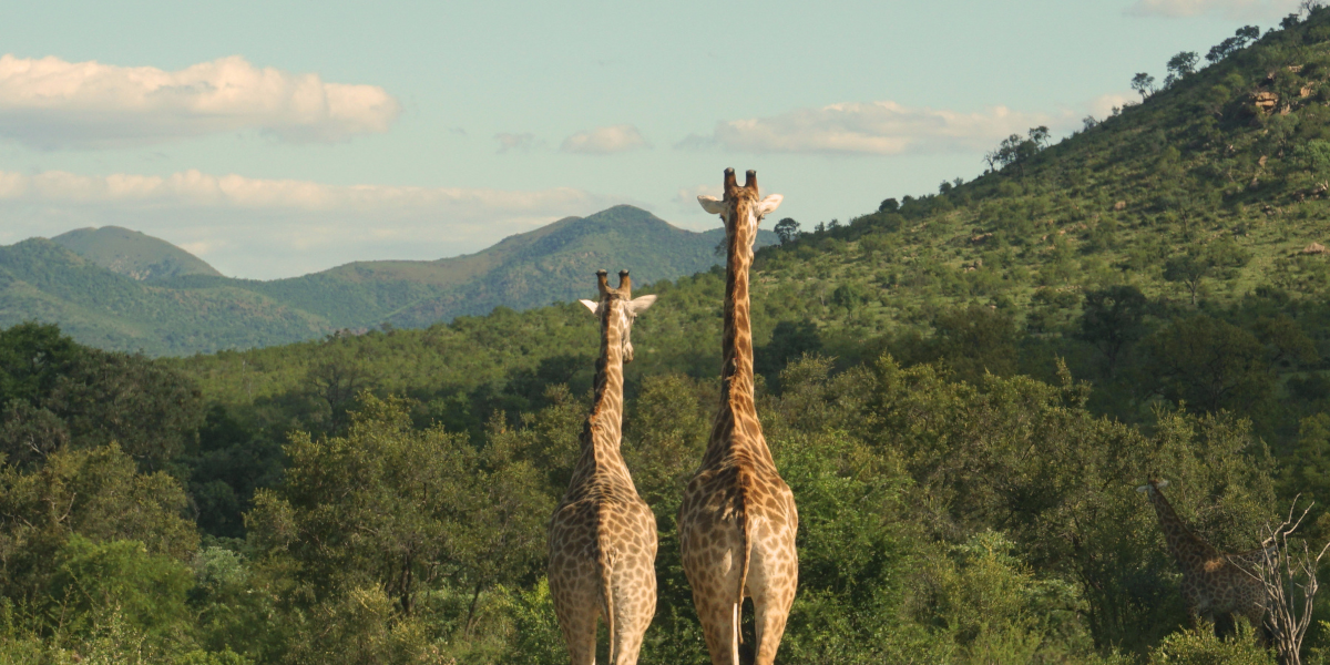 Bienvenue en Afrique du Sud !