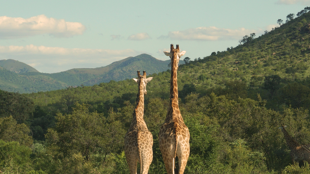 Bienvenue en Afrique du Sud !