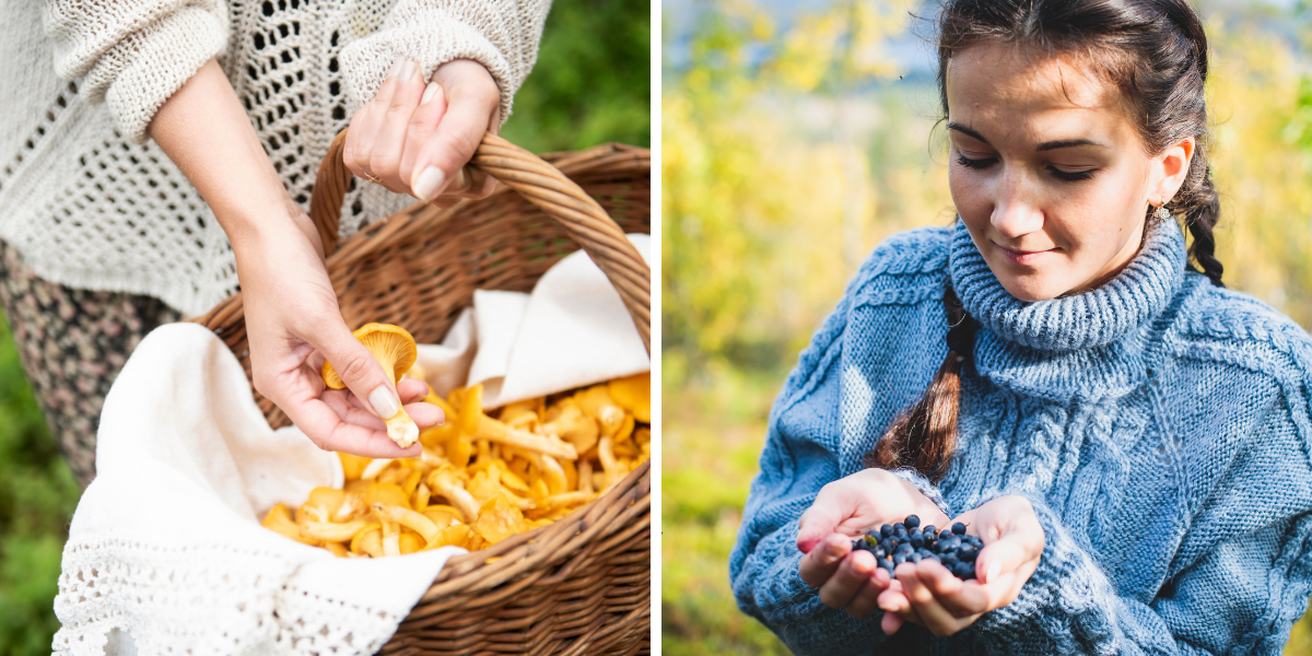 Champignons, baies, plantes... dénichez des trésors quelque soit la saison