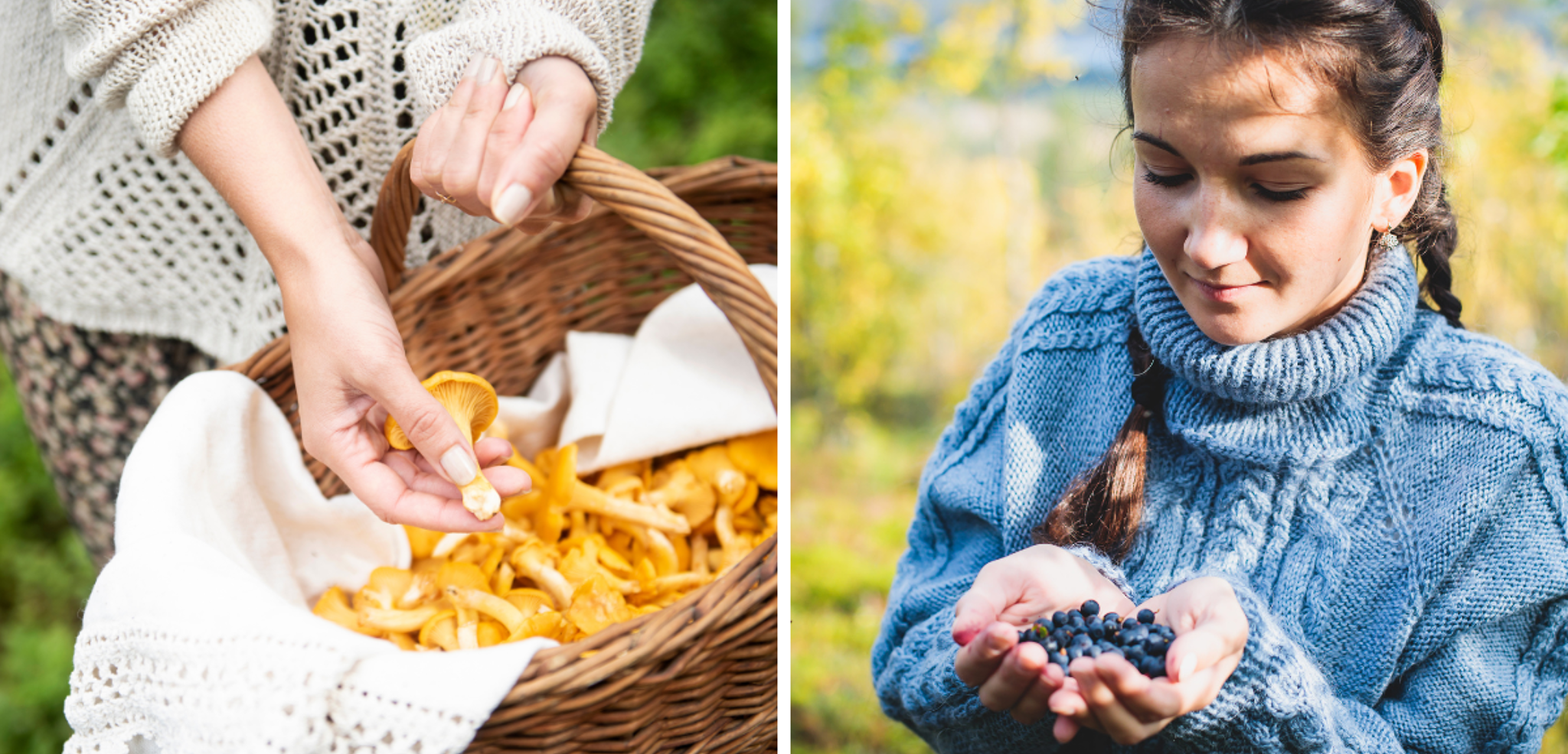 Champignons, baies, plantes... dénichez des trésors quelque soit la saison