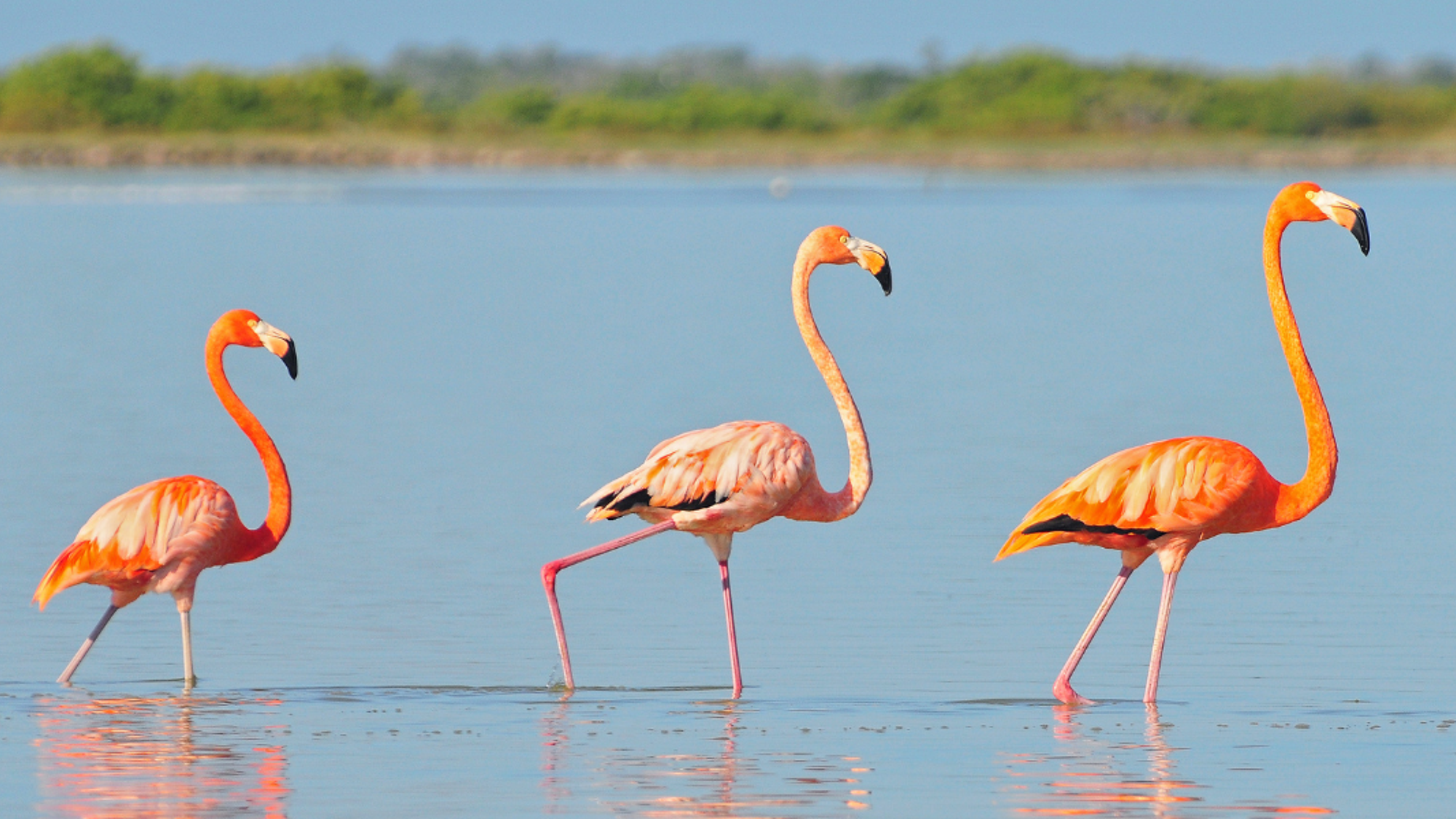 A la rencontre des flamants roses de Rio Lagartos - jour 7