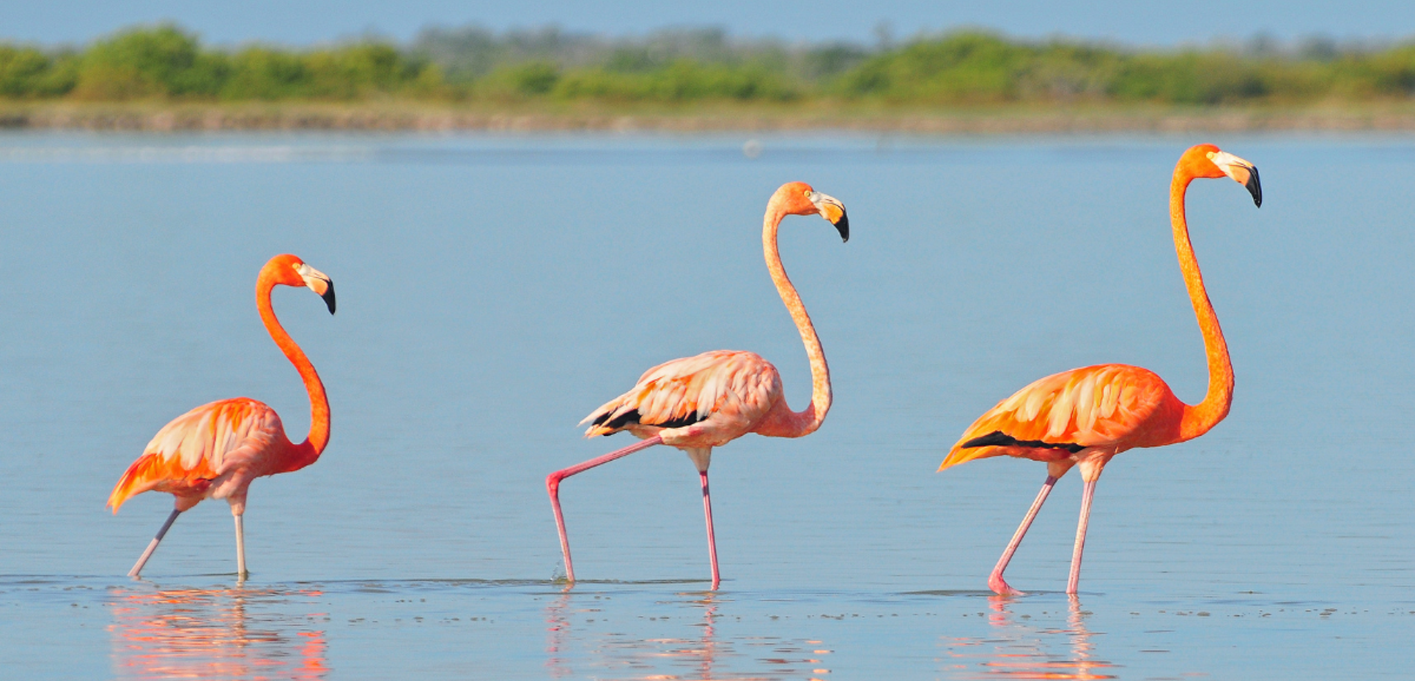 A la rencontre des flamants roses de Rio Lagartos - jour 7