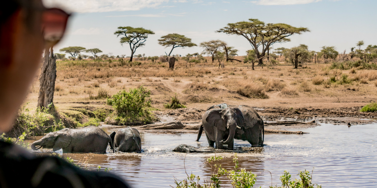 Les éléphants, géants de la liberté 
