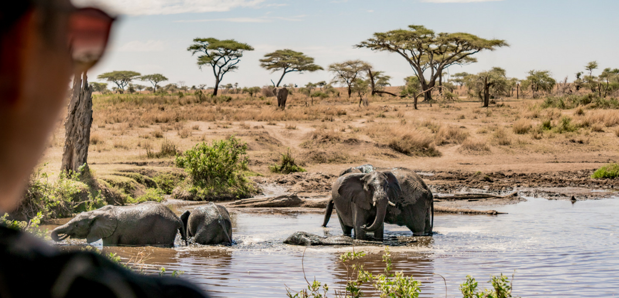 Les éléphants, géants de la liberté