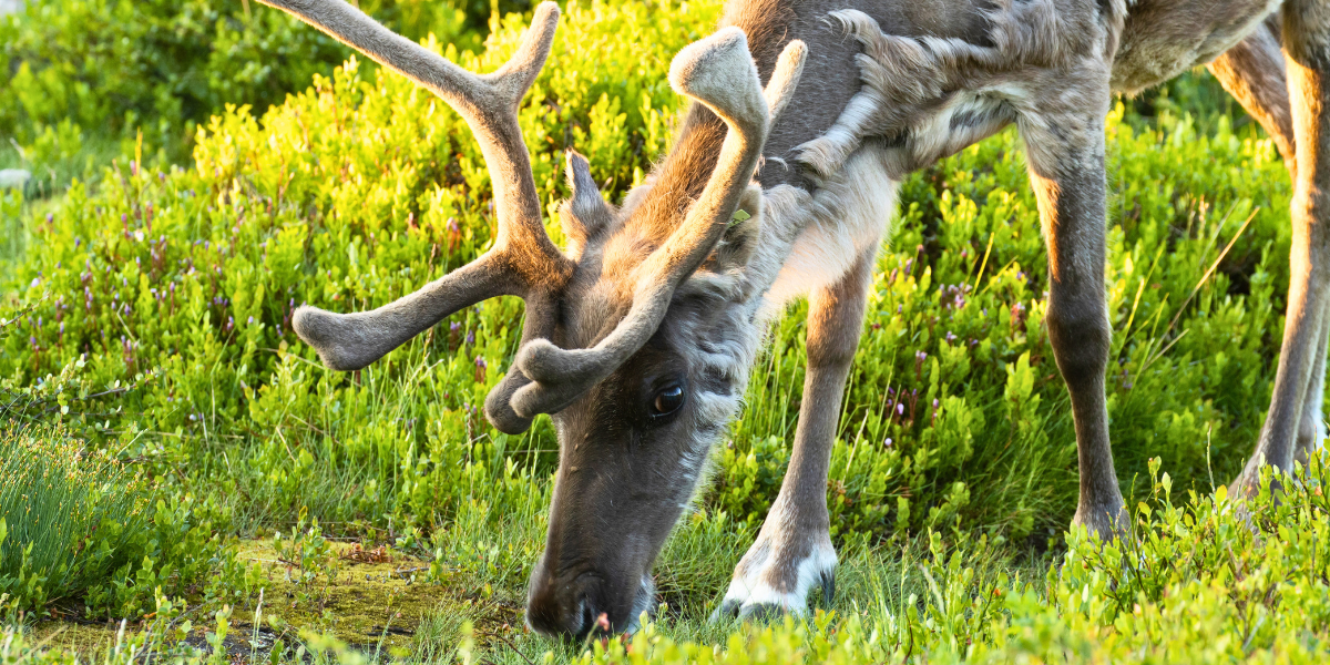Découvrez une ferme de rennes