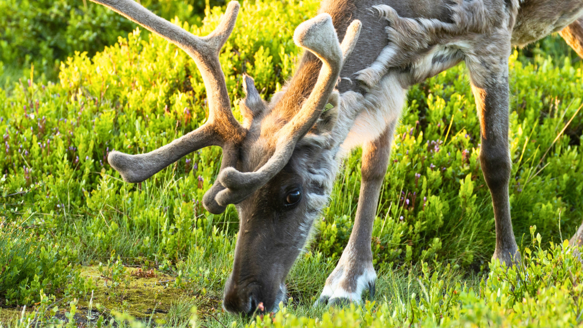 Découvrez une ferme de rennes