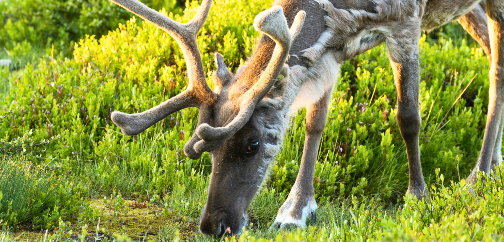 Découvrez une ferme de rennes
