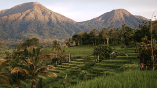 Rizières de Jatiluwih, Bali ©Polina Kuzovkova / Unsplash
