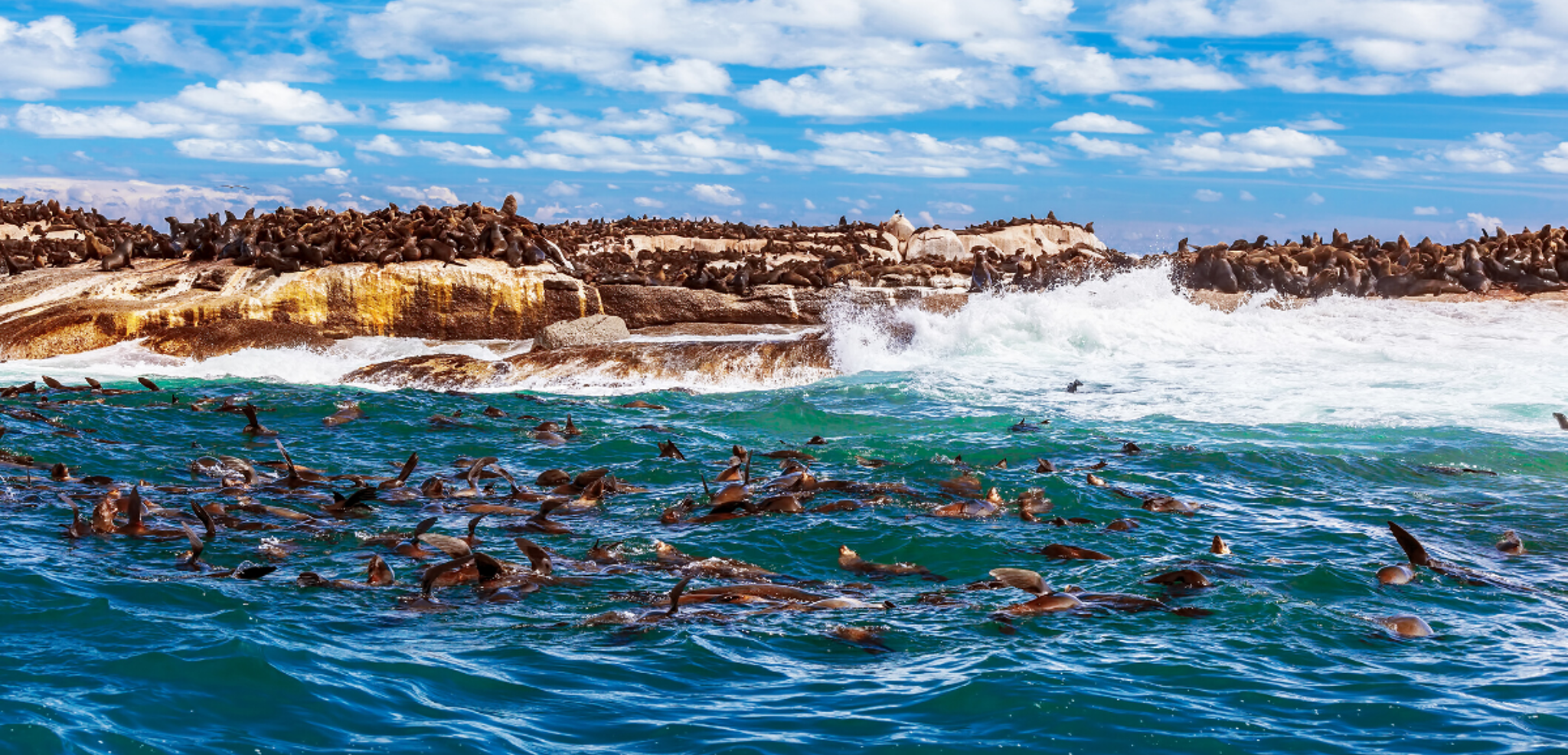Cape Cross, repère des otaries