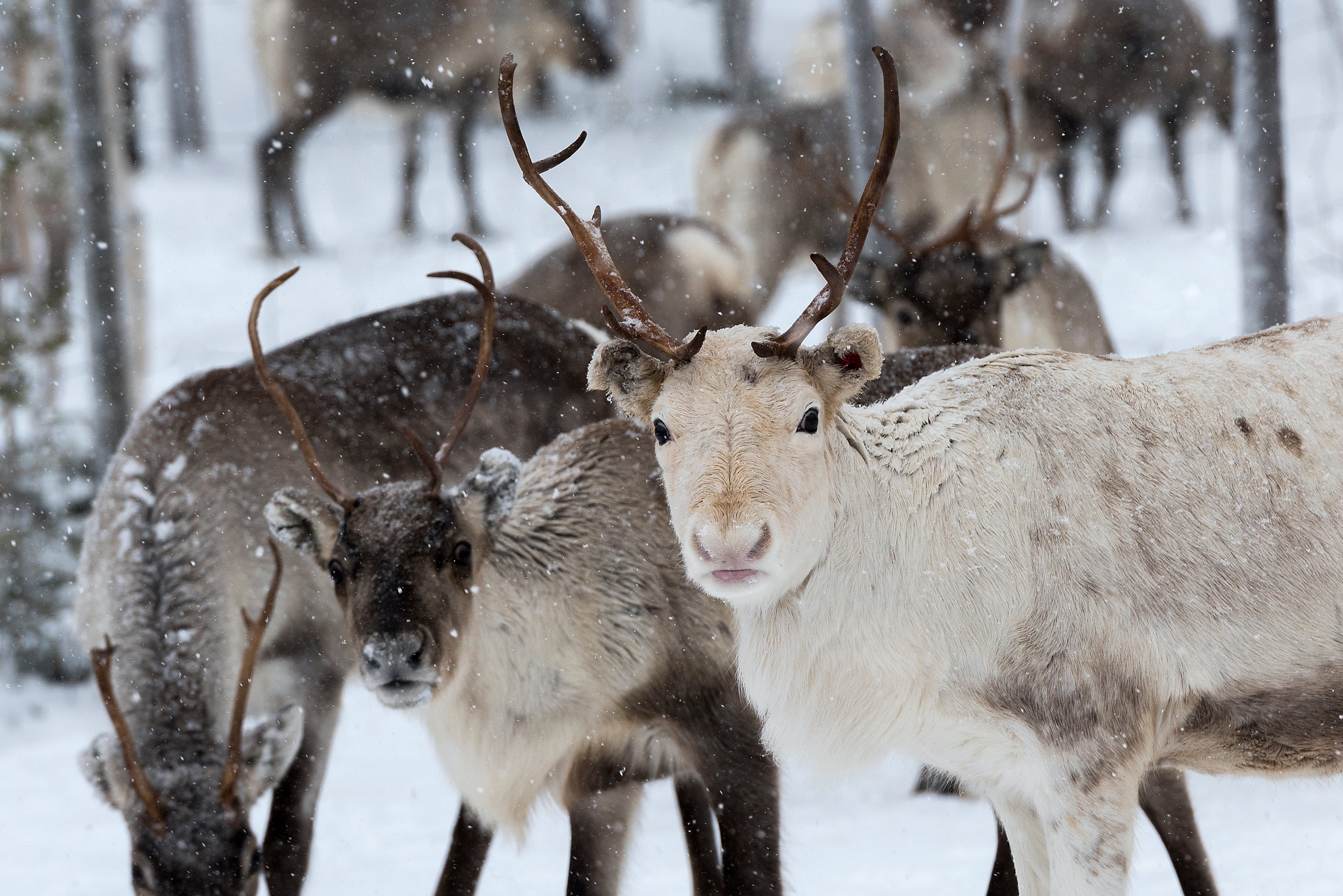 Visite d'un élevage de rennes