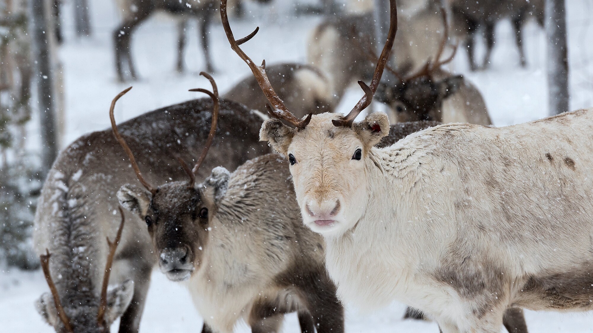 Visite d'un élevage de rennes