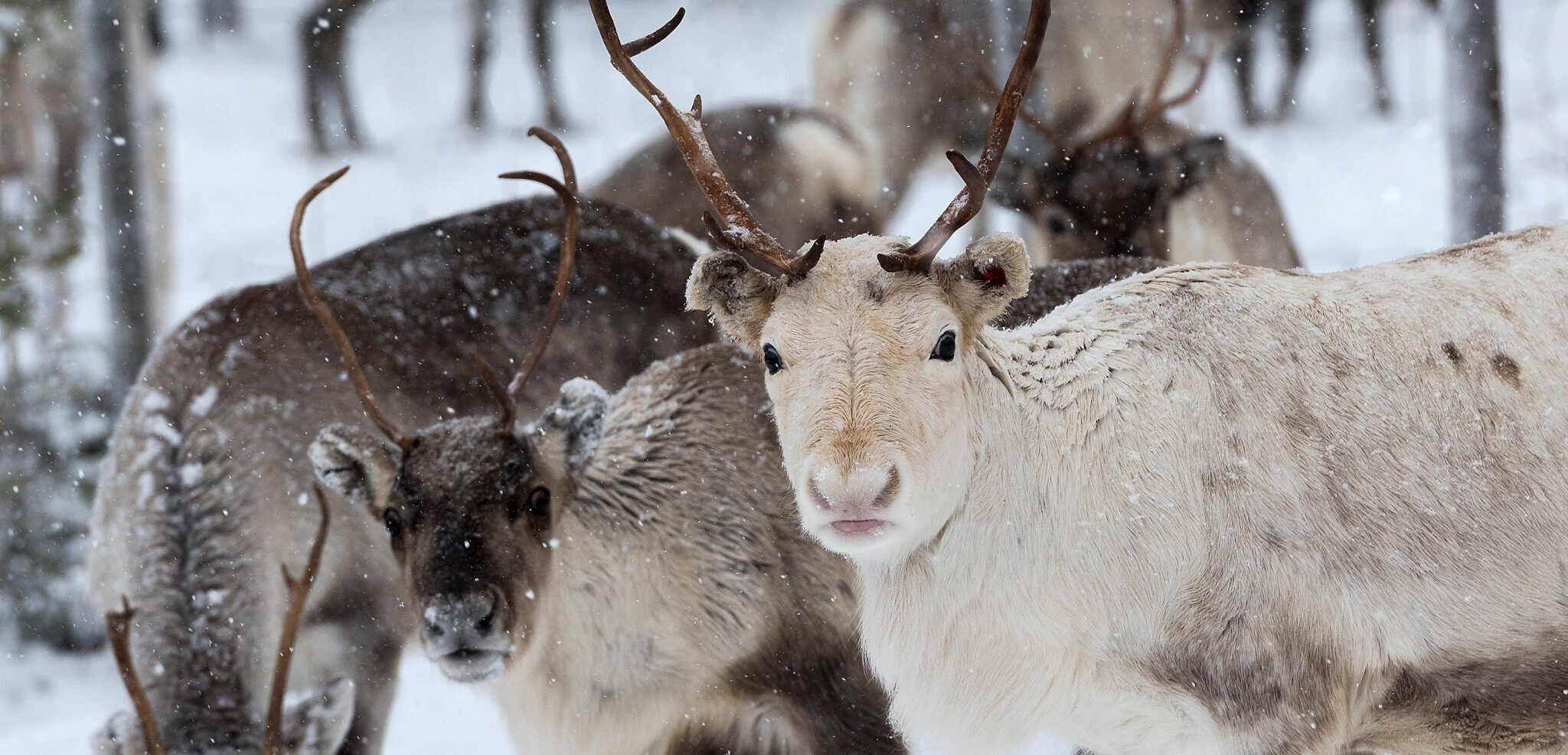 Visite d'un élevage de rennes