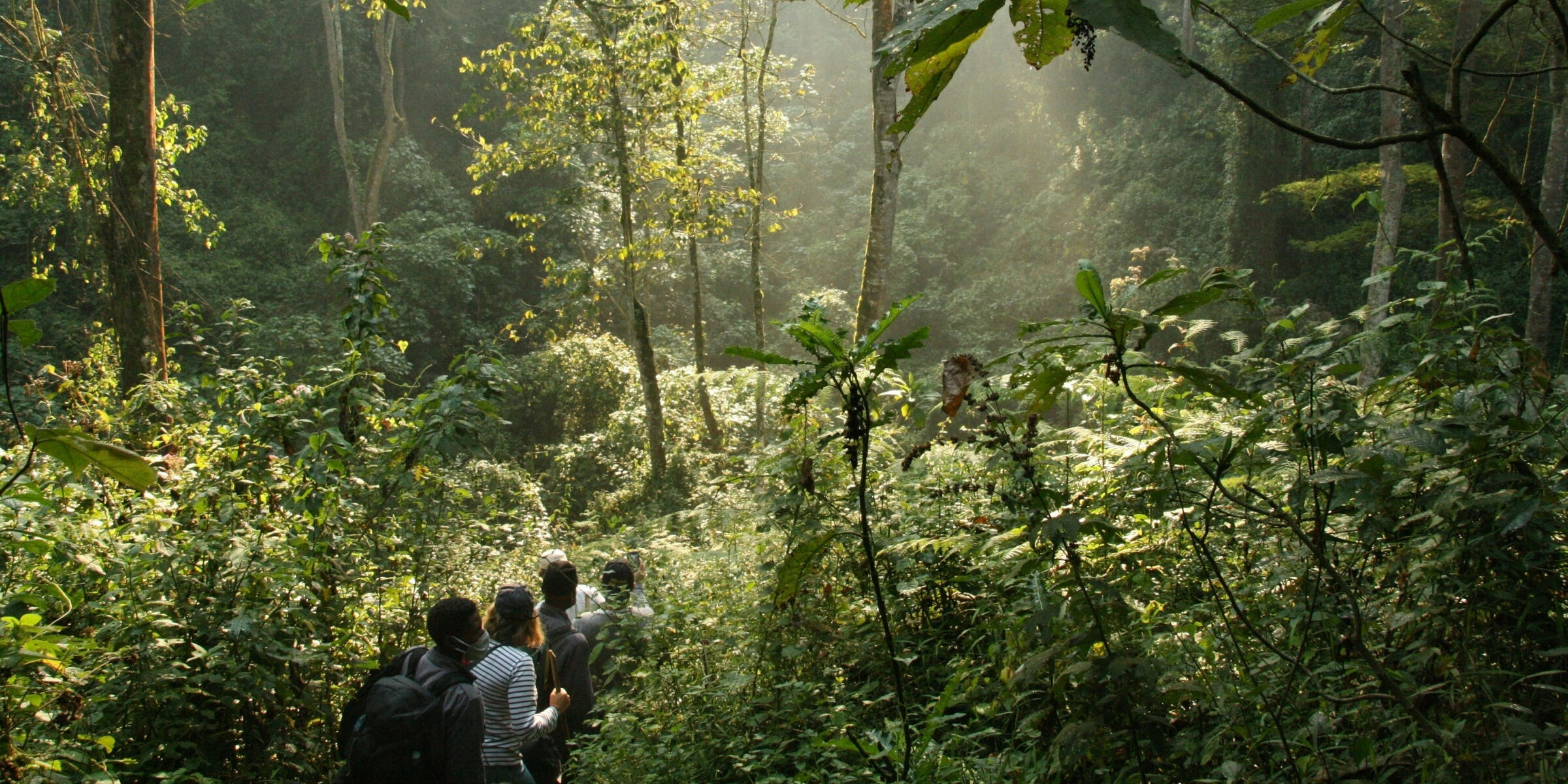 Forêt impénétrable de Bwindi, Ouganda