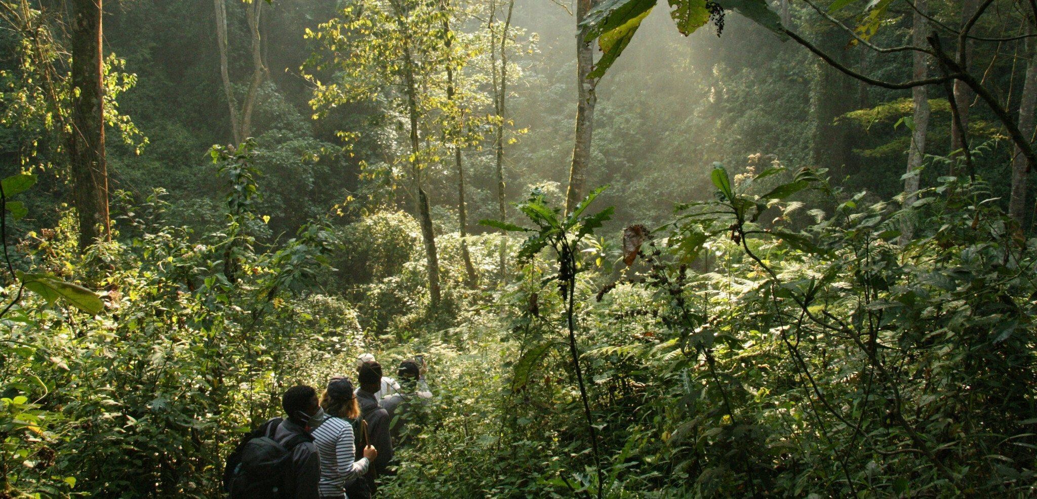 Forêt impénétrable de Bwindi, Ouganda