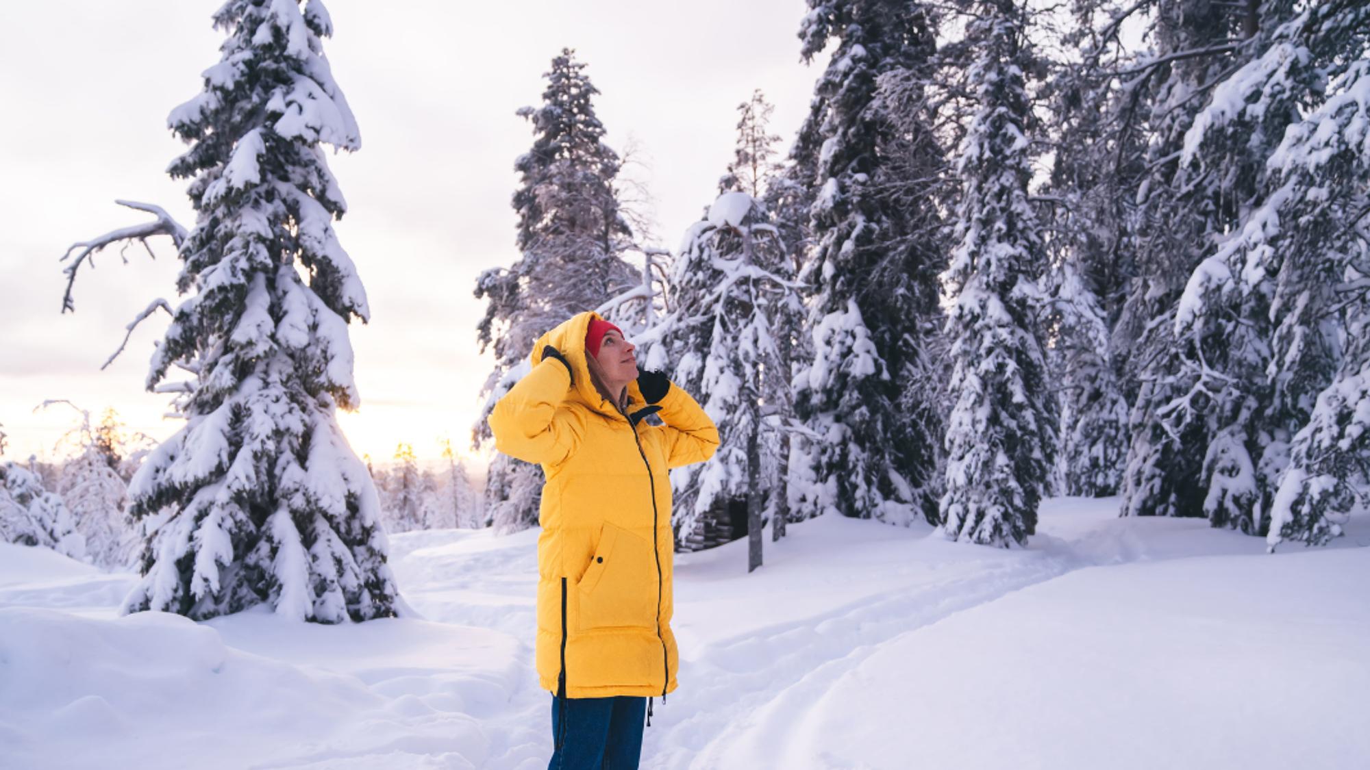 Les forêts enneigées de la Laponie finlandaise