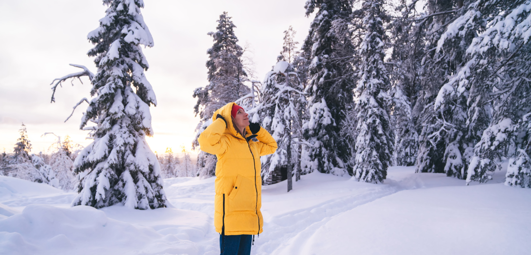 Les forêts enneigées de la Laponie finlandaise