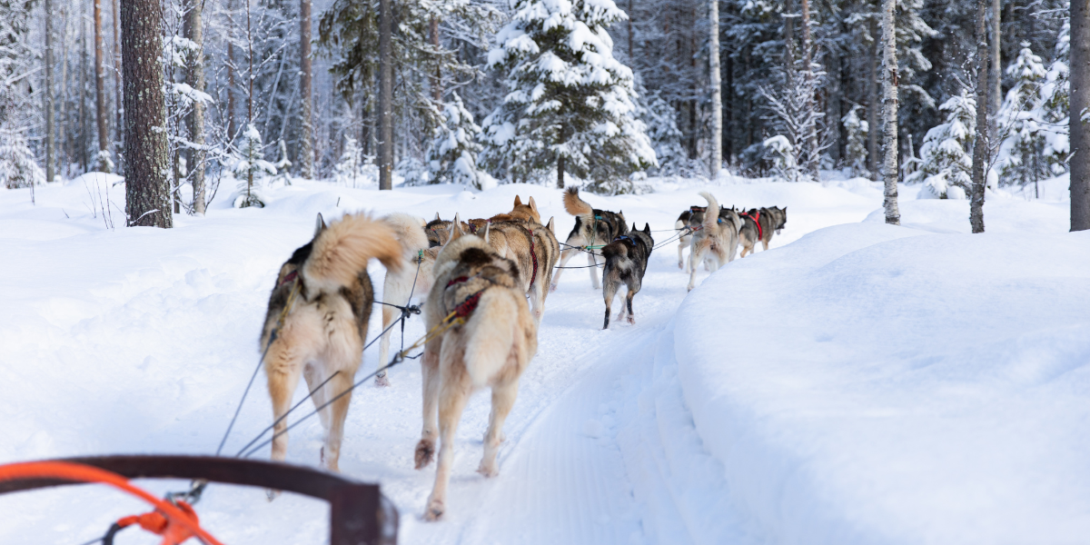 Votre escapade en chiens de traineau - jour 7 
