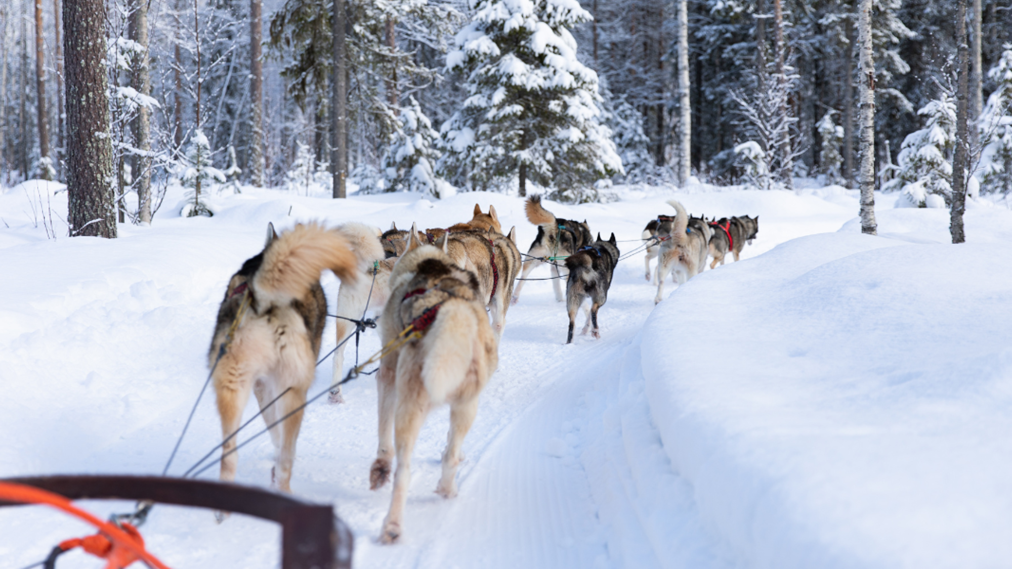 Votre escapade en chiens de traineau - jour 7