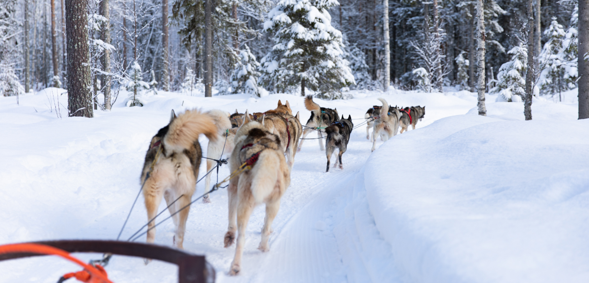 Votre escapade en chiens de traineau - jour 7