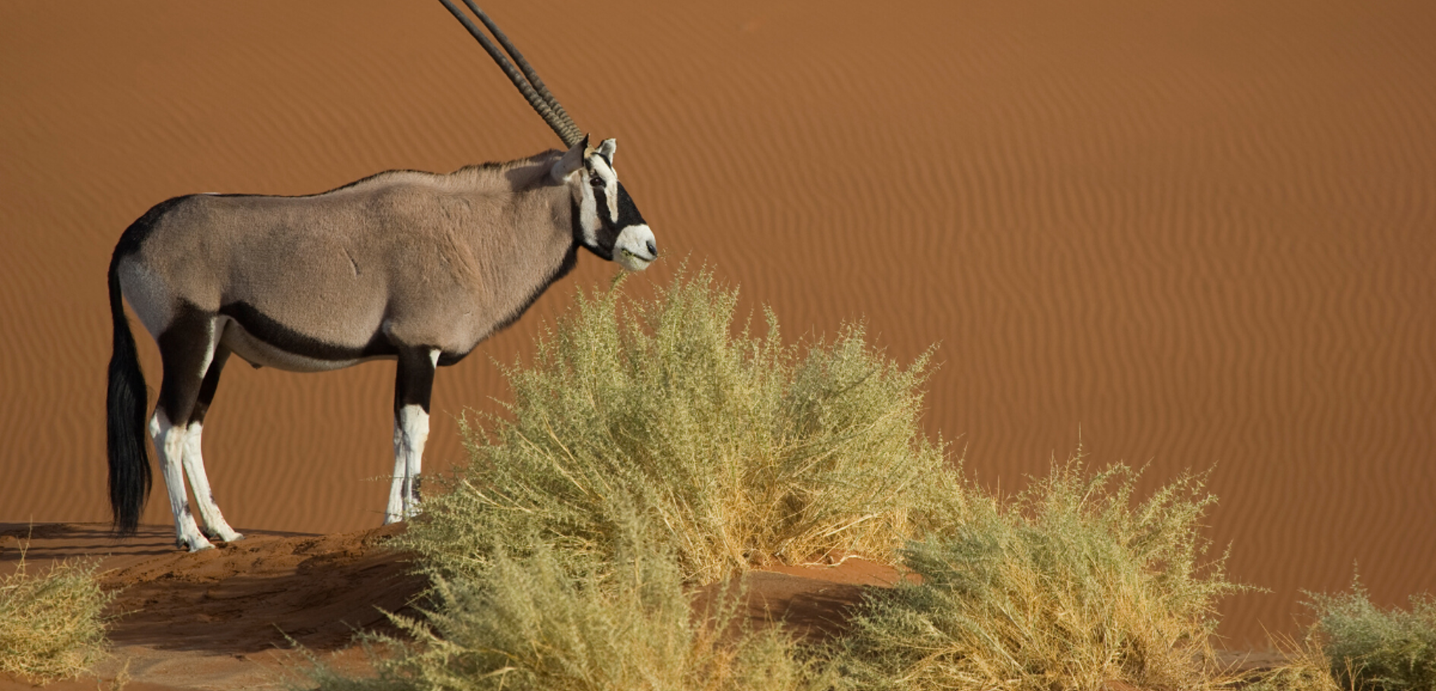 Oryx broutant la plante Nara
