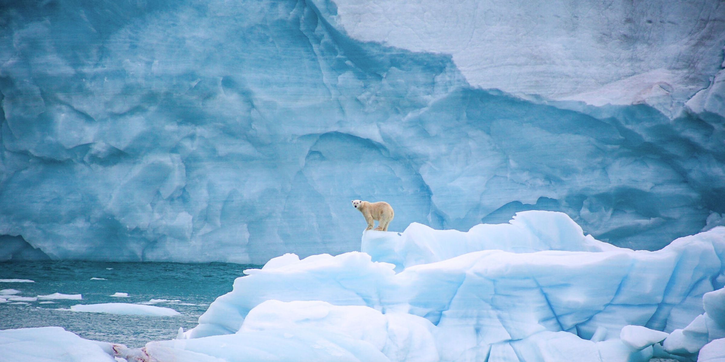 Ours polaire, Svalbard, Norvège
