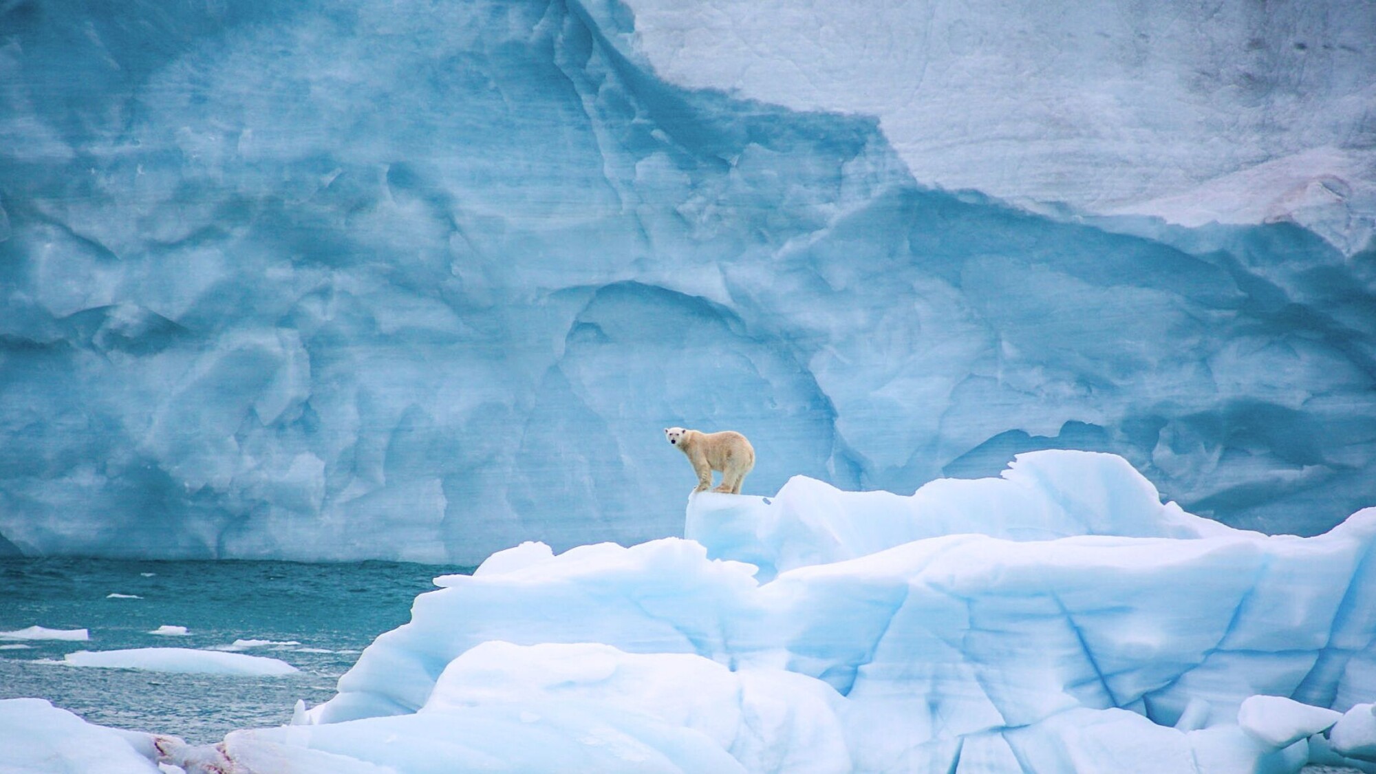 Ours polaire, Svalbard, Norvège