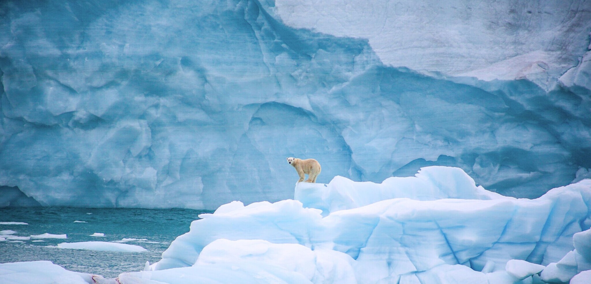 Ours polaire, Svalbard, Norvège