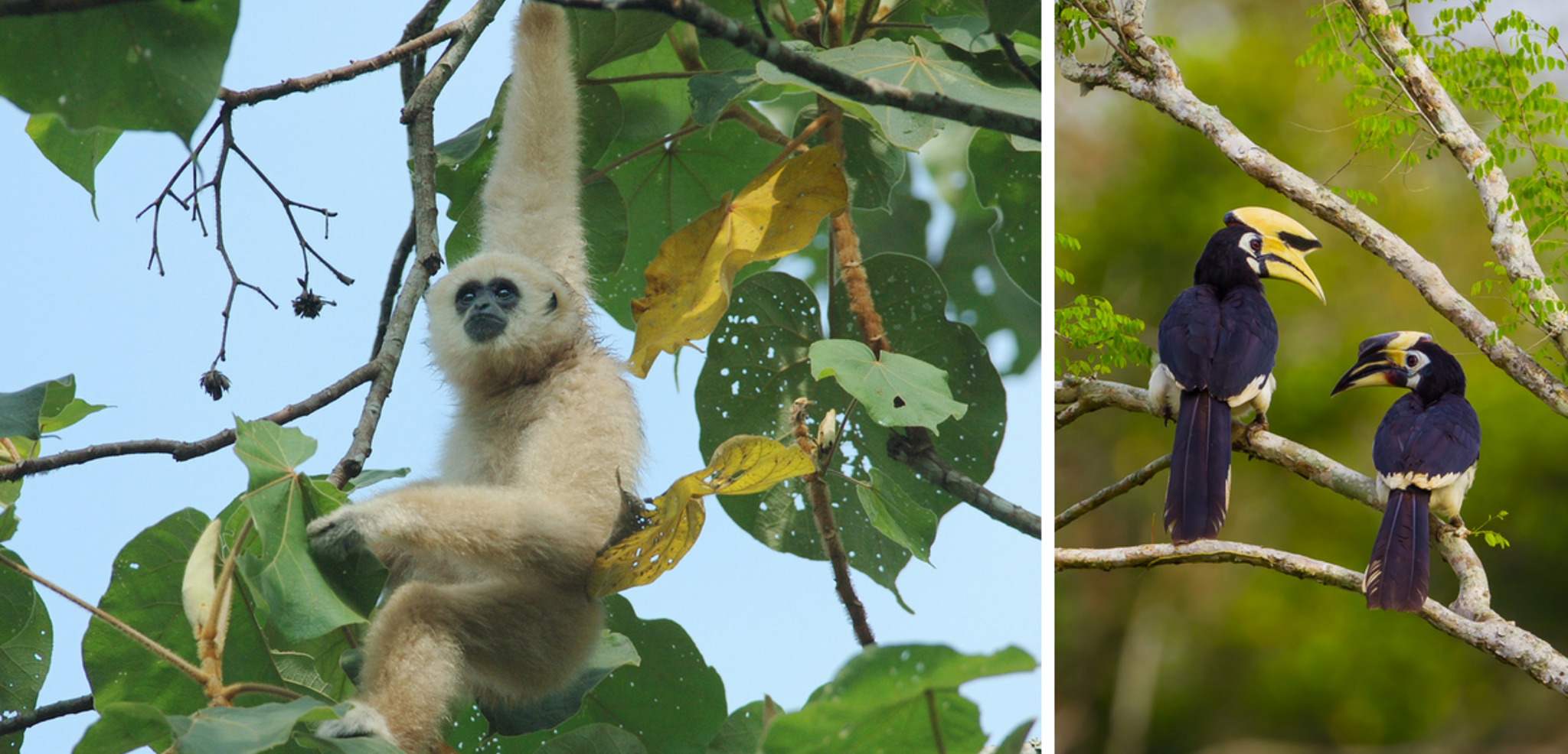 A la rencontre d'une faune sauvage incroyable...
