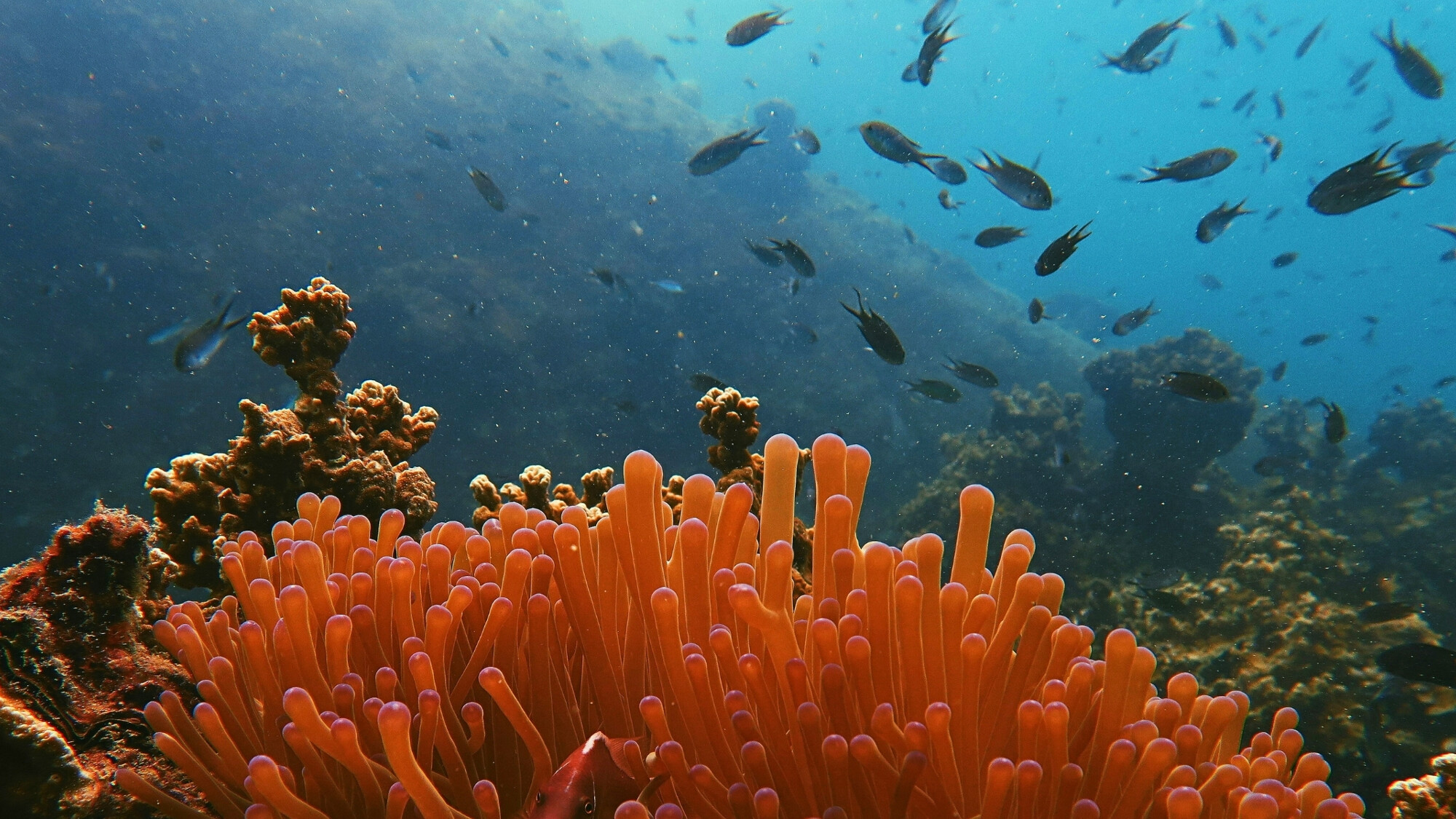 Grande Barrière de Corail, Australie