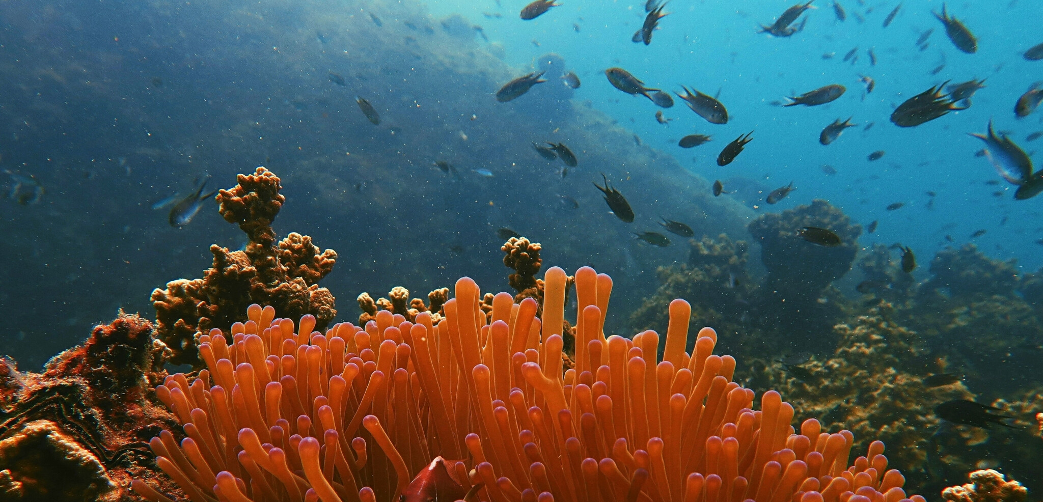 Grande Barrière de Corail, Australie