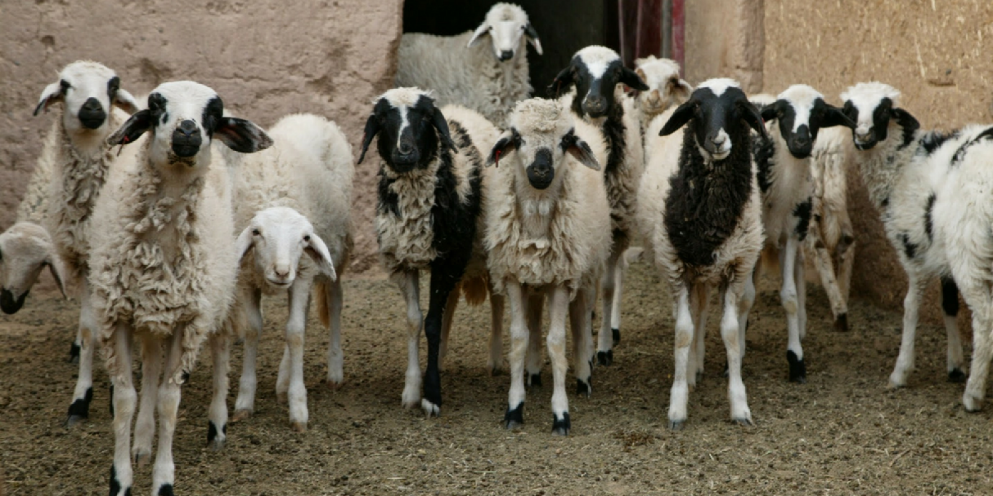 Des habitants du domaine